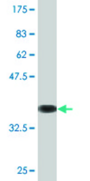 Monoclonal Anti-ITGA7 antibody produced in