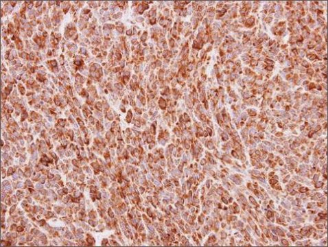 Anti-BMP4 antibody produced in rabbit