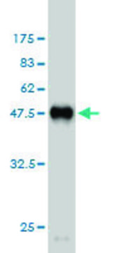 Monoclonal Anti-HPCAL4 antibody produced in