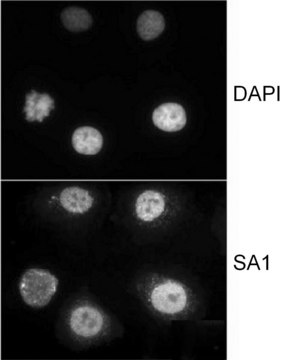 Goat anti-SA1 Antibody, Affinity Purified