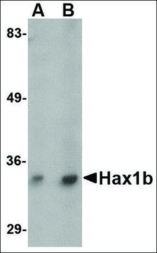 Anti-Hax1b antibody produced in rabbit