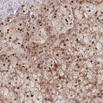 Anti-SYNDIG1L antibody produced in rabbit
