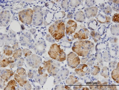 Monoclonal Anti-GNPNAT1 antibody produced in