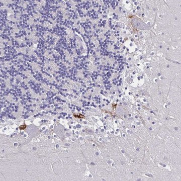Anti-PLXNA4 antibody produced in rabbit