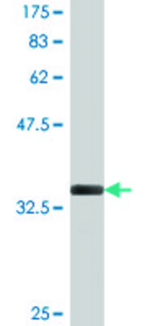 Monoclonal Anti-MARCKSL1, (C-terminal) antibody produced