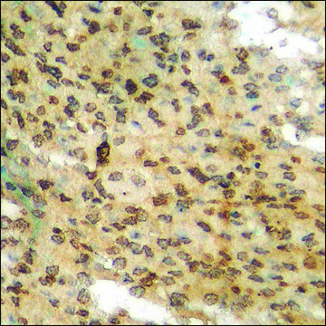 Anti-phospho-AurB (pTyr¹²) antibody produced in