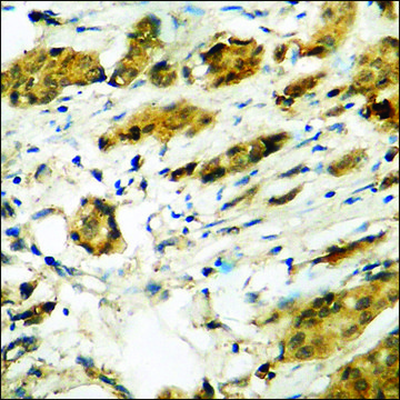 Anti-phospho-NudC (pSer³²?) antibody produced in