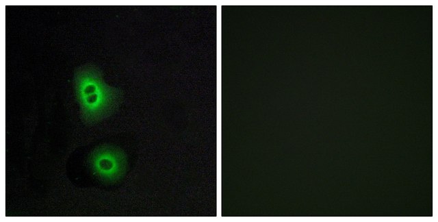 Anti-OR4C16 antibody produced in rabbit