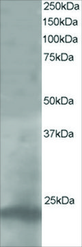 Anti-Pallidin antibody produced in goat