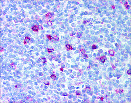 Anti-XCR1 antibody produced in rabbit