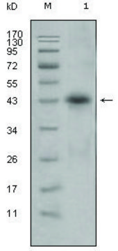 Monoclonal Anti-APOL1 antibody produced in