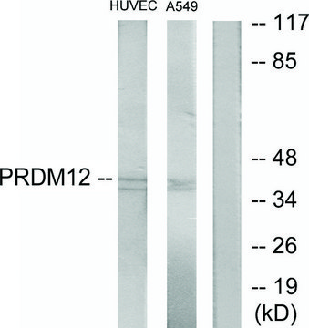 Anti-PRDM12 antibody produced in rabbit