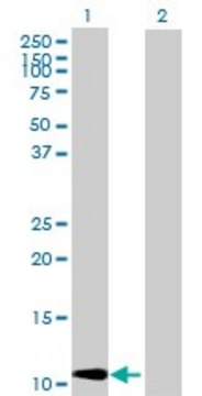 Anti-CCL2 antibody produced in rabbit