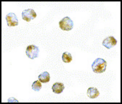 Anti-ORAI3 antibody produced in rabbit