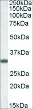 Anti-FHL3 (C-terminal) antibody produced in
