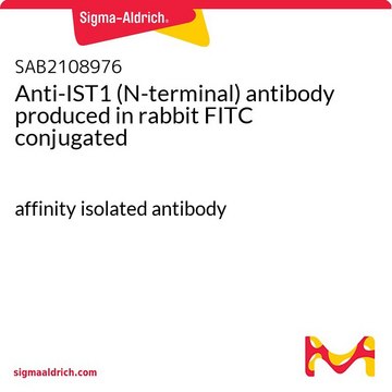 Anti-IST1 (N-terminal) antibody produced in