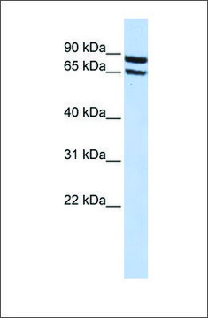 Anti-SLC6A15 antibody produced in rabbit