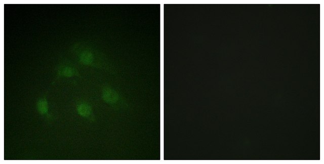 Anti-SMAD1 antibody produced in rabbit