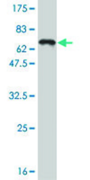 Monoclonal Anti-TCF4 antibody produced in