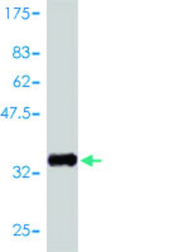 Monoclonal Anti-GNGT2 antibody produced in