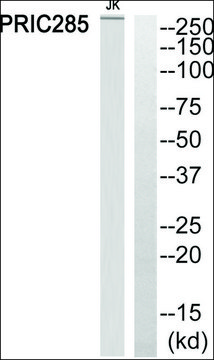 Anti-PRIC285 antibody produced in rabbit