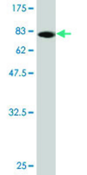 Monoclonal Anti-PWP1 antibody produced in