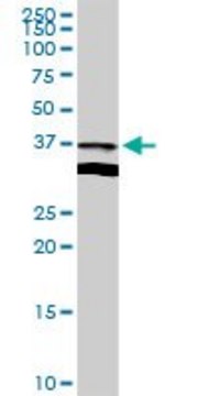 Anti-APOL2 antibody produced in rabbit