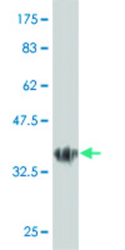 Monoclonal Anti-LBX1 antibody produced in