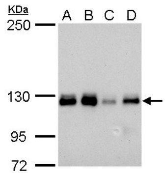 Monoclonal Anti-ARHGEF18 antibody produced in