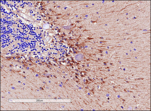 Anti-COMT (Internal) antibody produced in