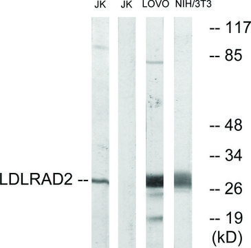 Anti-LDLRAD2 antibody produced in rabbit