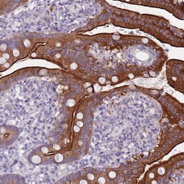 Anti-HOOK2 antibody produced in rabbit