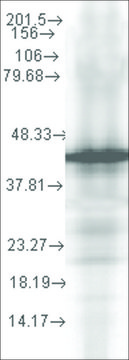 Monoclonal Anti-YDJ1 antibody produced in