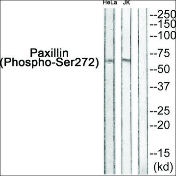Anti-phospho-Paxillin (pSer²?²) antibody produced in