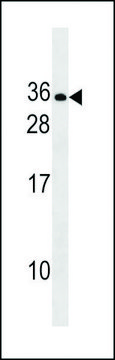 ANTI-RLN2(C-TERMINAL) antibody produced in rabbit