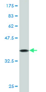 Monoclonal Anti-EIF4EBP1 antibody produced in