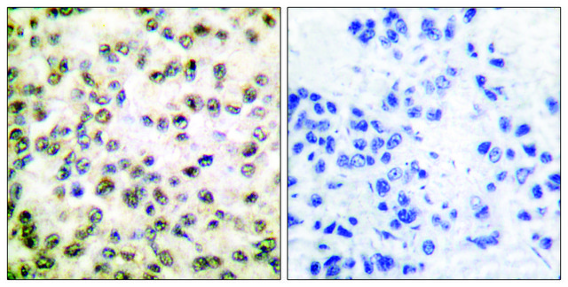 Anti-CREB-BP antibody produced in rabbit