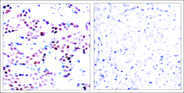 Anti-phospho-JUN (pThr?¹) antibody produced in