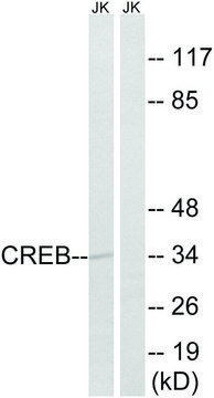 Anti-CREB antibody produced in rabbit