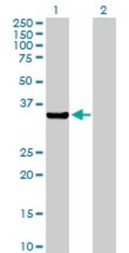 Anti-AKR7A2 antibody produced in rabbit