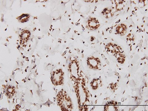 Monoclonal Anti-SMARCD2 antibody produced in
