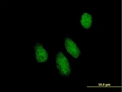 Anti-NUPL1 antibody produced in mouse