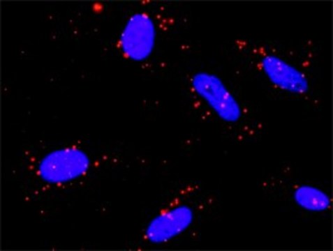 Anti-NR4A1 antibody produced in rabbit