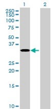 Anti-RPUSD1 antibody produced in mouse