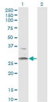 Monoclonal Anti-HSD11B1 antibody produced in