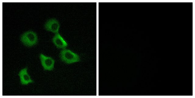 Anti-OR52B2 antibody produced in rabbit