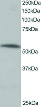 Anti-PPP2R5A antibody produced in goat