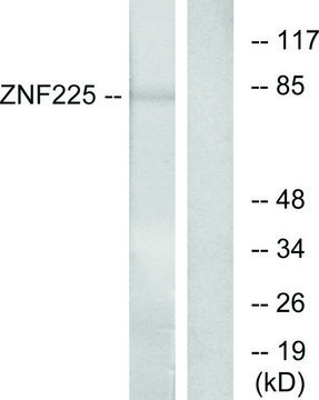 Anti-ZNF225, C-Terminal antibody produced in