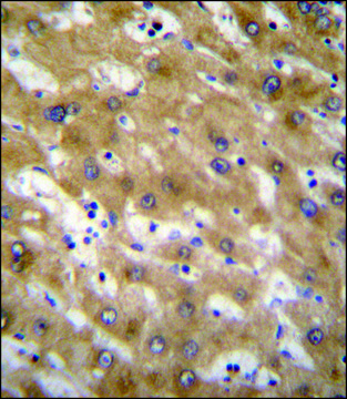 ANTI-CLEC12B (C-TERM) antibody produced in