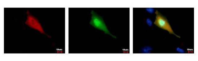 Monoclonal Anti-Strep Tag antibody produced